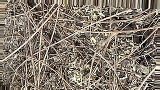 Jungle-3-boyes-1girel